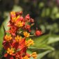Greek Flower By Denn Santoro