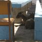 Goats at Church By Denn Santoro