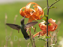 Hummingbird image
