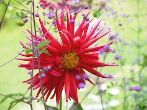 Surrounded #2 Jacobs Pillow Garden Series By Denn Santoro